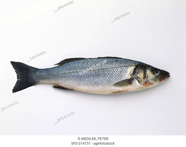 A sea bass Dicentrarchus labrax