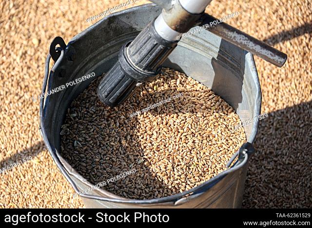 RUSSIA, ZAPOROZHYE REGION - SEPTEMBER 19, 2023: Receiving harvested crops at an elevator of the State Grain Elevator. Farmers bring crops that undergo several...