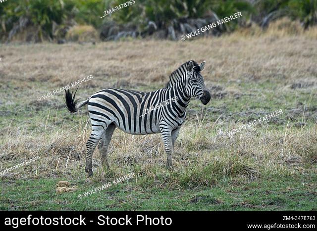 A plains zebra (Equus quagga, formerly Equus burchellii) in the Jao concession, Wildlife, Okavango Delta in Botswana