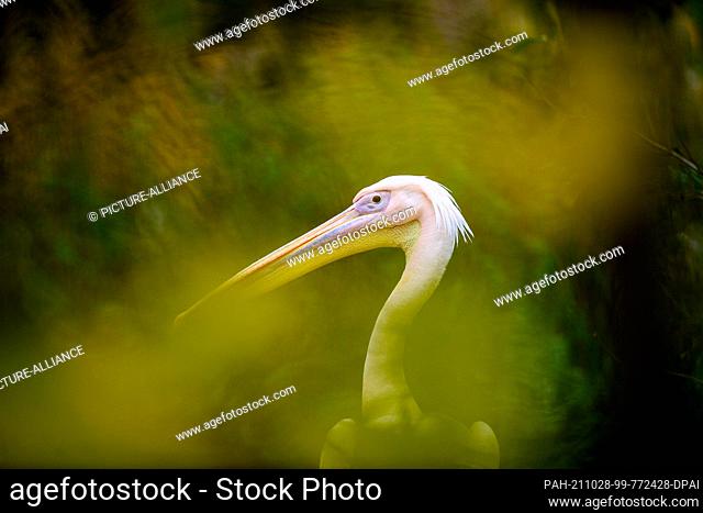 27 October 2021, Saxony-Anhalt, Magdeburg: A pelican at Magdeburg Zoo behind autumn-coloured foliage. The zoo's pelicans are about to move into their winter...