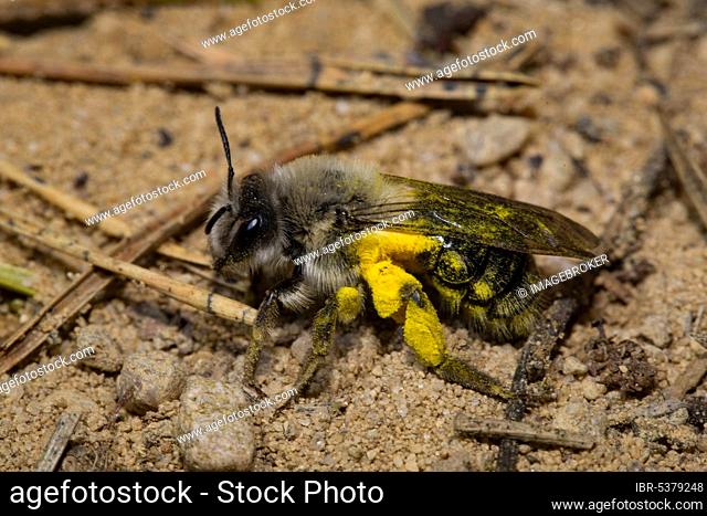 Grey-backed Mining-bee (Andrena vaga)