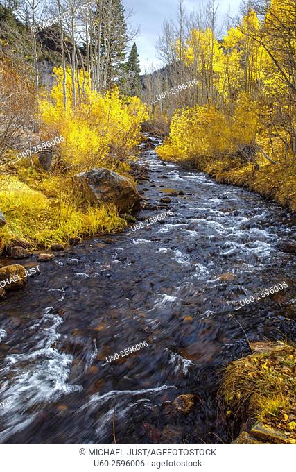 Fall colors have arrived to the Sierra Neveda Mountains along Bishop Creek adjacent to Owens Valley, California