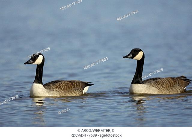 Canada Geese, Lower Rhine, North Rhine-Westphalia, Germany, Branta canadensis
