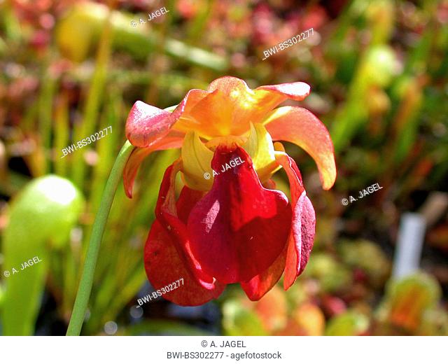 Sweet Pitcher Plant (Sarracenia rubra), flower