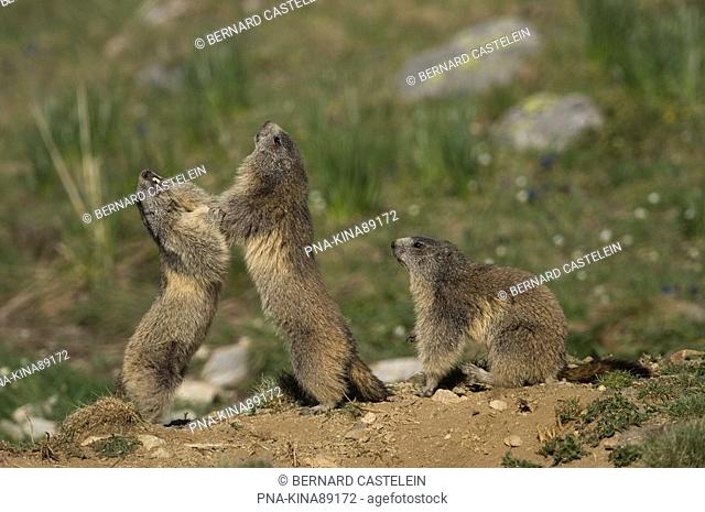Alpine Marmot Marmota marmota - Alps, Hautes-Alpes, Provence-Alpes-Côte d’Azur, France, Europe