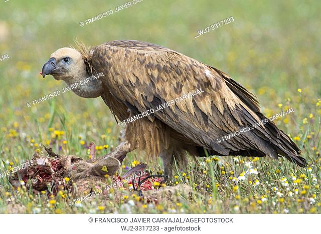 Griffon vulture perched on the ground in the vicinity of a cadaver, Extremadura, Spain