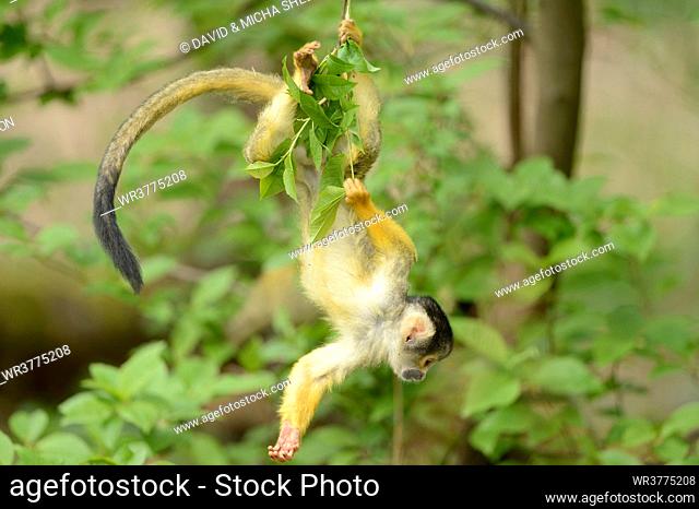 Common squirrel monkey (Saimiri sciureus) on a tree