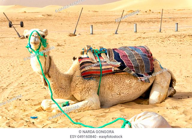 White camel closeup in the Ong Jemel desert in Tunisia