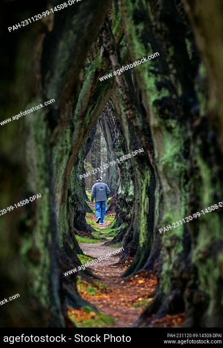 20 November 2023, Mecklenburg-Western Pomerania, Warin: A man walks along what the municipality claims is the narrowest avenue of lime trees in...