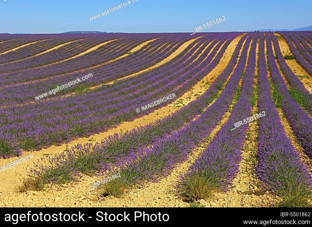 Lavender field, Plateau de Valensole, Alpes-de-Haute-Provence, Provence, Lavender, Lavender field, France, Europe