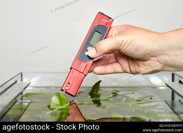 pH meter: The pH value is measured in an aquarium. Germany.