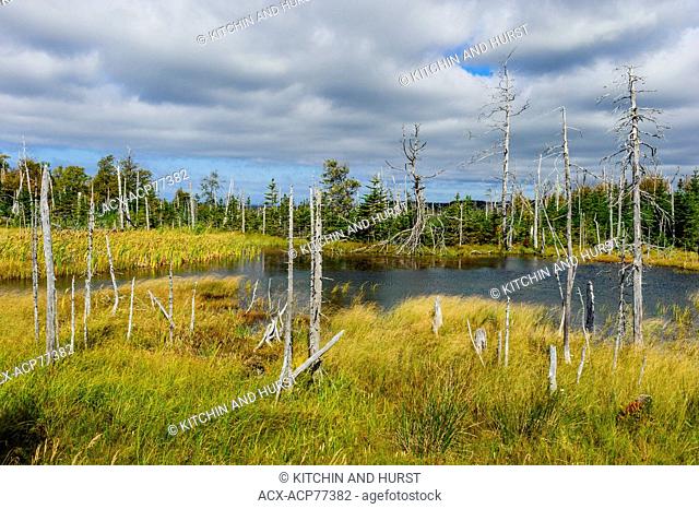 Boreal Forest scene of black spruce & balsam fir surrounding small pond. Autumn. Gros Morne National Park, Newfoundland. Canada