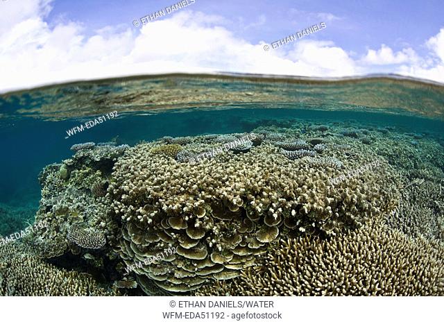 Various Hard Corals in shallow water, Micronesia, Palau