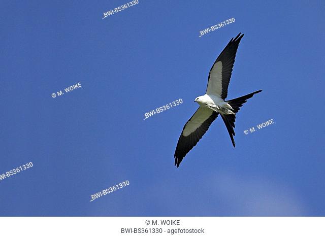 swallow-tailed kite (Elanoides forficatus), in flight, USA, Florida, Myakka River State Park