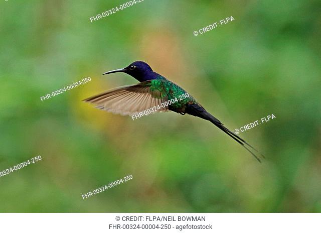 Swallow-tailed Hummingbird (Eupetomena macroura macroura) adult, in flight, Atlantic Rainforest, Reserva Ecologica de Guapi Assu, Rio de Janeiro State, Brazil