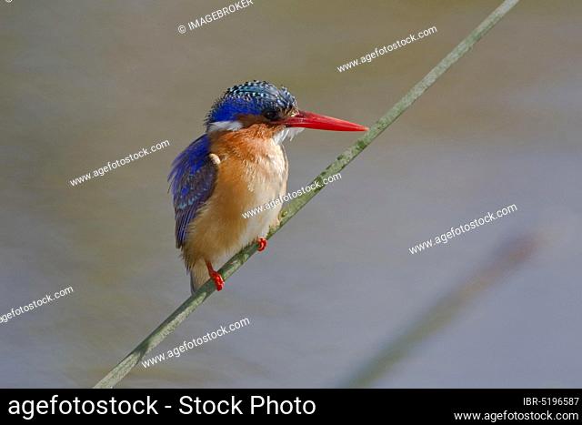 Malachite Kingfisher (Alcedo cristata), Kruger national park, South Africa, Africa