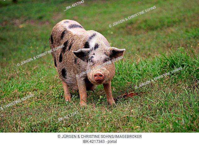 Domestic pig (Porcus domesticus), female, Pantanal, Mato Grosso, Brazil