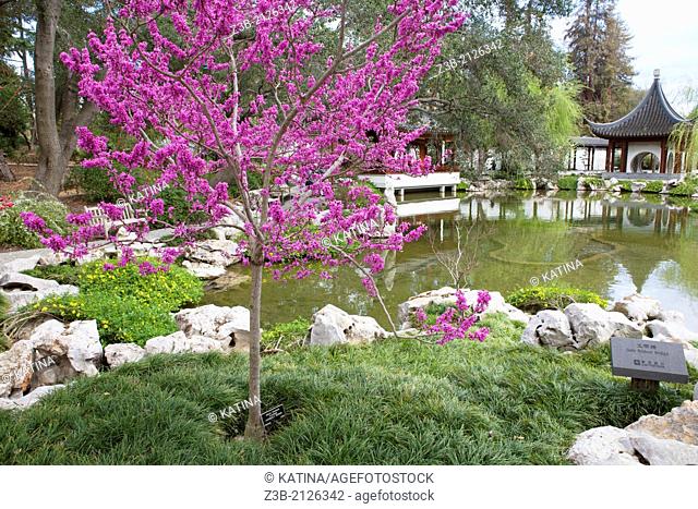 An avondale redbud in bloom in Spring at the Chinese Gardens of Huntington Gardens and Library, San Marino, California, USA