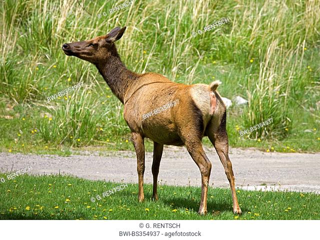 Nelson's elk (Cervus elaphus nelsoni), female picking up the scent, USA, Wyoming, Yellowstone National Park