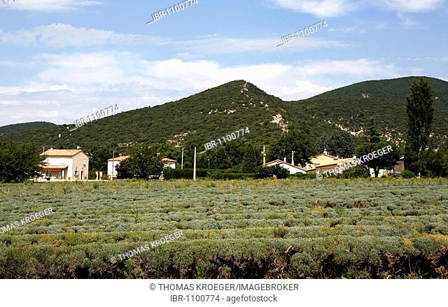 Lavender cultivation, lavender field near Le Pegue, Provence, France, Europe