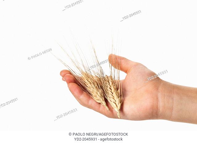 two ear of corn on palm child hand