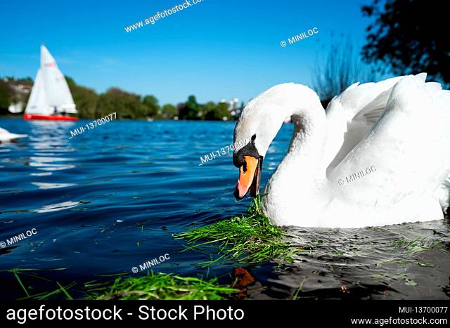 Beautiful cute white grace swan on the Alster lake on a sunny day. White pleasure sail boat in background. Hamburg, Germany