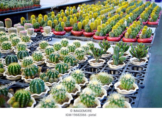 Rows of cactus growing in nursery