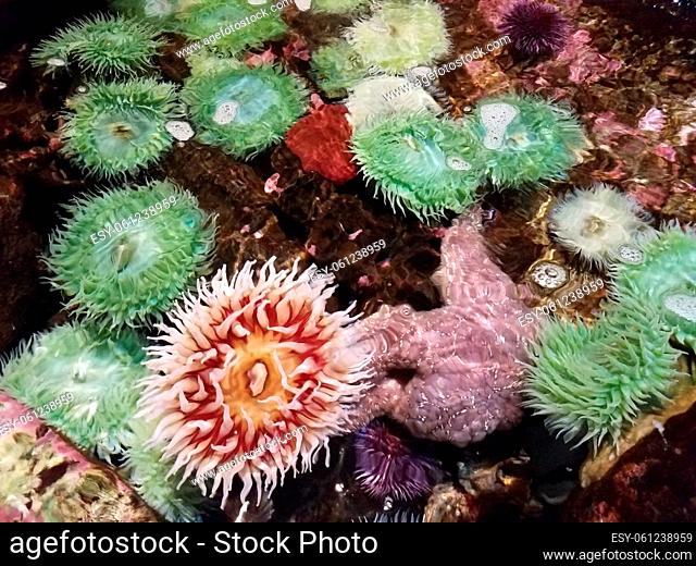green sea anemones in shallow water or tank or tidepool with starfish