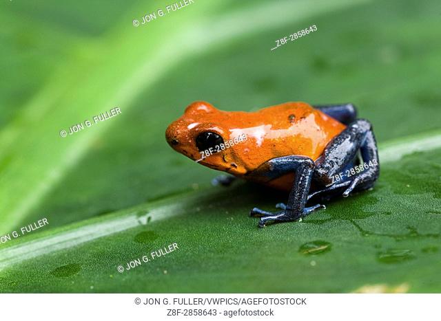 Strawberry or Blue Jeans Poison Dart Frog, Oophagia pumilio, formerly Dendrobates pumilio, is a tiny poison frog in the rainforests of Costa Rica