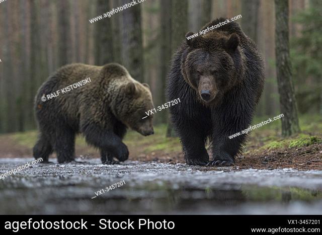European Brown Bears / Europaeische Braunbaeren ( Ursus arctos ) walking along an ice covered waterhole in the woods, impressive