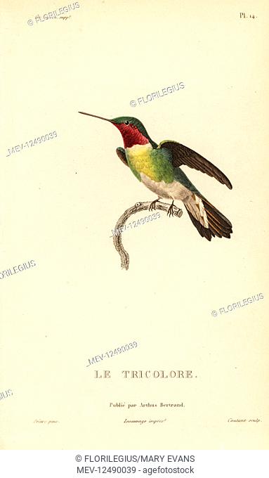 Broad-tailed hummingbird, Selasphorus platycercus (Ornismya tricolor). Handcolored steel engraving by Coutant after an illustration by Jean-Gabriel Pretre from...