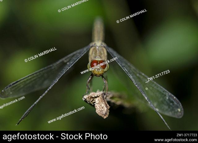 Dragonfly (Libellulidae Family), Klungkung, Bali, Indonesia