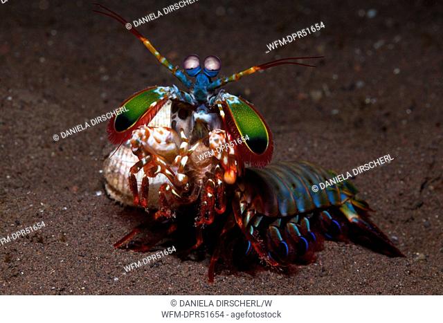 Mantis Shrimp guards captured Clam, Odontodactylus scyllarus, Seraya, Bali, Indonesia