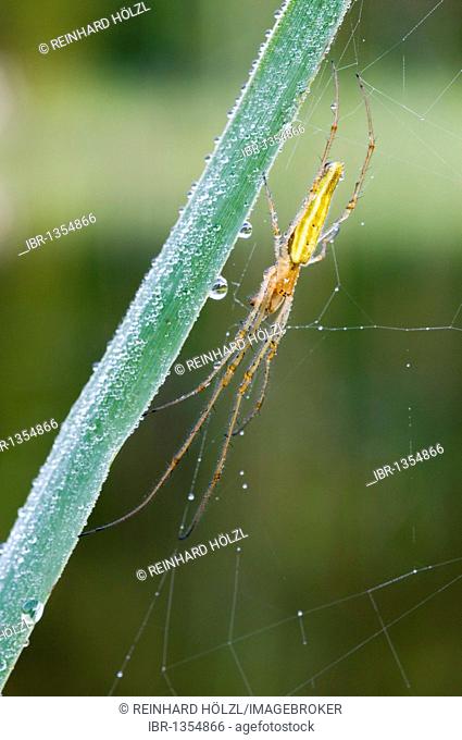 Stretch Spider (Tetragnatha striata), Lake Riedener, Rieden, Lech Valley, Ausserfern, Tyrol, Austria, Europe
