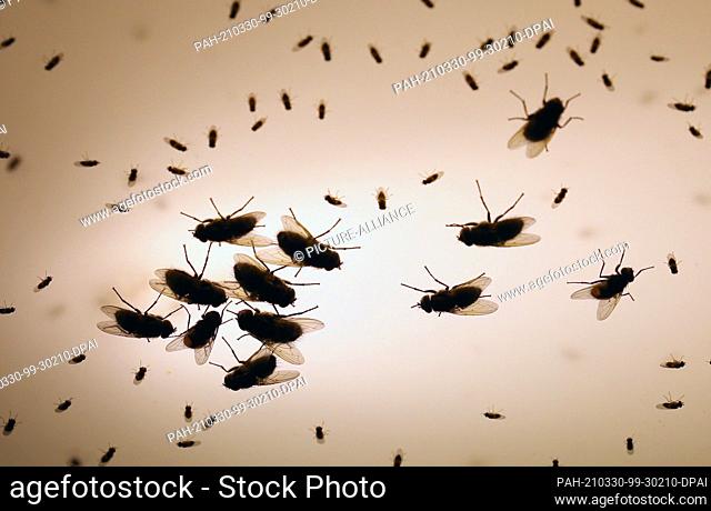 30 March 2021, Mecklenburg-Western Pomerania, Waren: Flies (Brachycera) gather at a window at the observation deck on the church tower of St