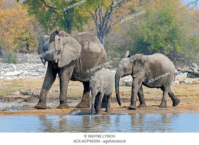 African elephant (Loxodonta africana) family drinking and playing at a waterhole, Etosha National Park, Namibia, southern Africa