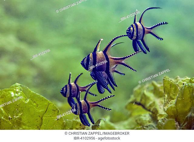 Banggai cardinalfish (Pterapogon kauderni) group, Secret Bay, Bali, Indonesia