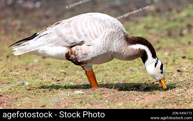 Bar-headed goose (Anser indicus) searching for food