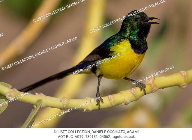 Nile Valley Sunbird perched on a branch, Nile Valley Sunbird, Hedydipna metallica