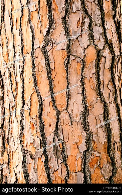 A close-up of the rough wood of an old brown pine trunk. High quality photo