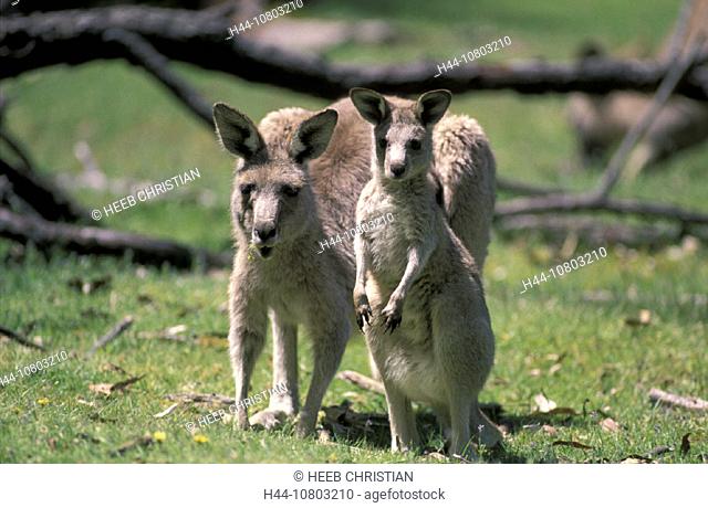 Australia, Eastern Grey Kangaroo, Macropus giganteus, young, mother, animal
