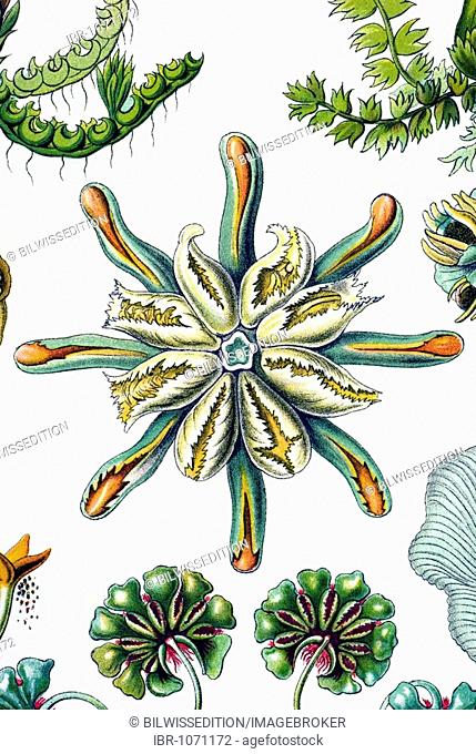 Historical illustration, Hepatics, Liverworts, Marchantia polymorpha, individual female blossoms, Plate 82 from Ernst Haeckel's Kunstformen der Natur