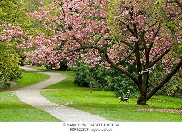 Kwanzan Cherry along path (Prunus serrulata). WA Park Arboretum, Seattle, WA