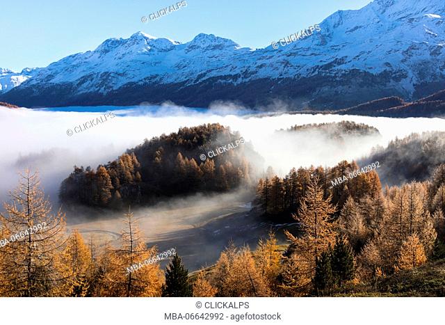 Mist of autumn surrounds the colorful woods and the landscape of Sils the Canton of Graubünden Engadine Switzerland Europe