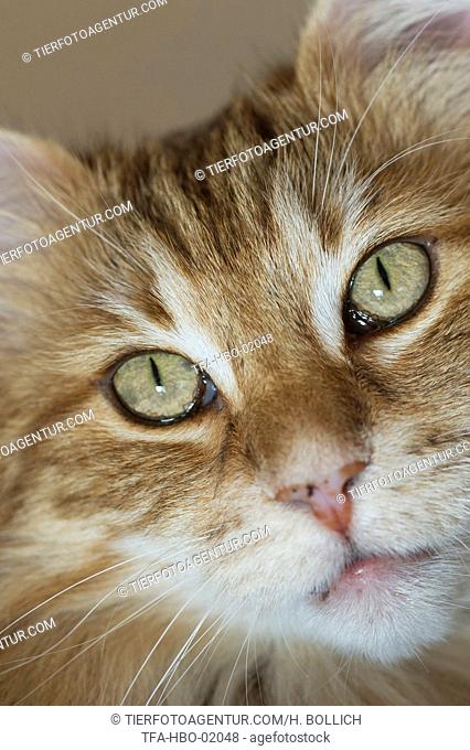Norwegian Forest Cat face