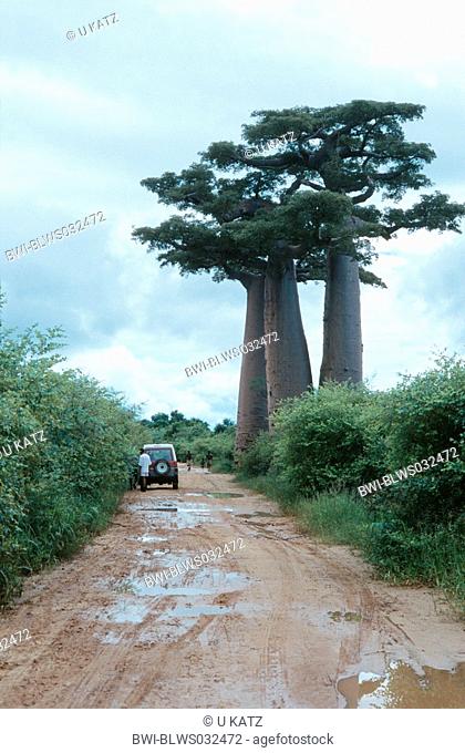 baobab Adansonia grandidieri, trees in Madagascar at the border of the famous Baobab Avenue after a rainfall, Madagascar