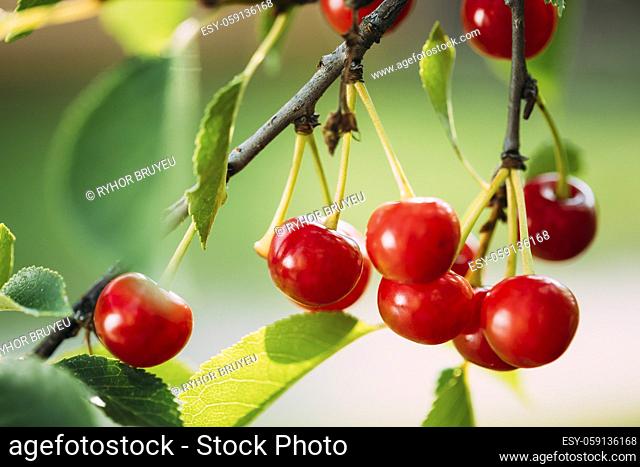 Red Ripe Cherry Berries Prunus subg. Cerasus on tree In Summer Vegetable Garden