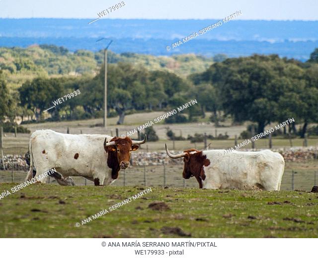 A herd of berrenda en colorado breed cows grazing in the dehesa in Salamanca (Spain). Ecological extensive livestock concept