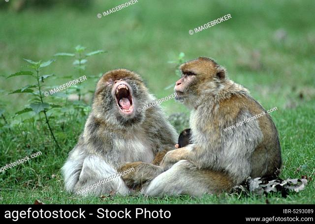 Barbary macaque, pair with young (Macaca sylvana), macaques, page