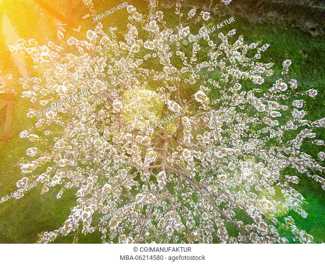 Germany, Bavaria, Franconia, Cherry blossom, drones Photography